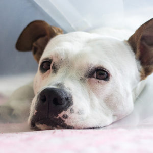 Perché cani e gatti si leccano le ferite?