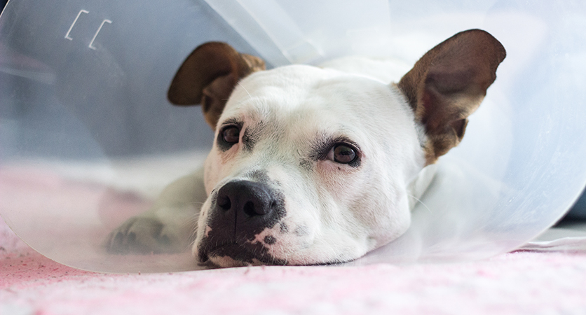 Perché cani e gatti si leccano le ferite?