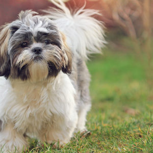 Occhio allo Shih Tzu! L’importanza di tutelare la sua salute oculare