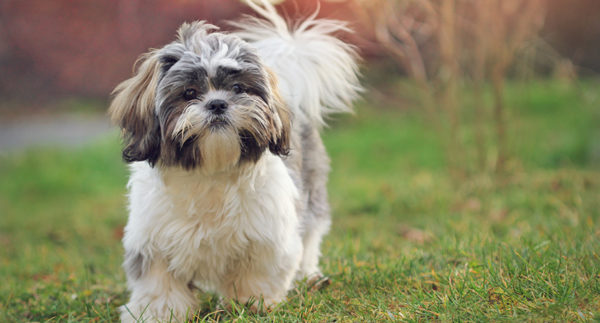 Occhio allo Shih Tzu! L’importanza di tutelare la sua salute oculare