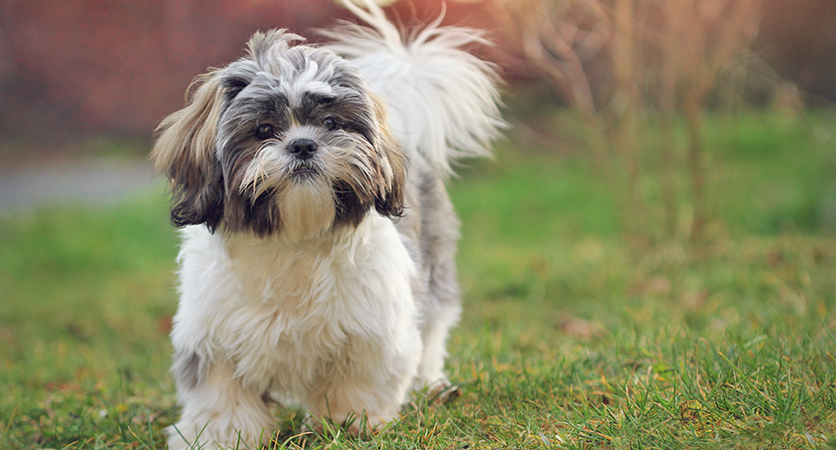 Occhio allo Shih Tzu! L’importanza di tutelare la sua salute oculare