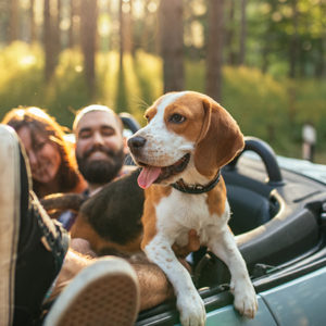 Qual è il paese più pet friendly al mondo?