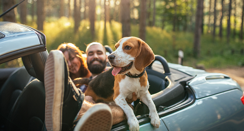 Qual è il paese più pet friendly al mondo?