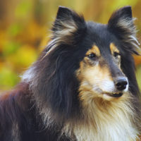 Pet anziani: come mantenere in salute il loro cervello