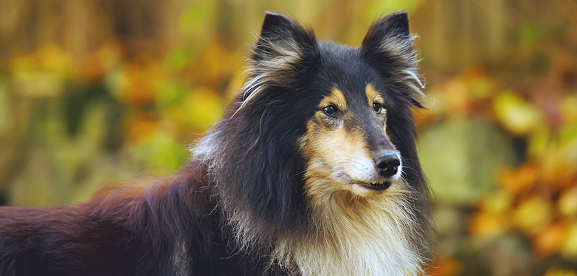 Pet anziani: come mantenere in salute il loro cervello