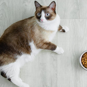Gatto a dieta: uno sforzo più per l’animale o per il proprietario?
