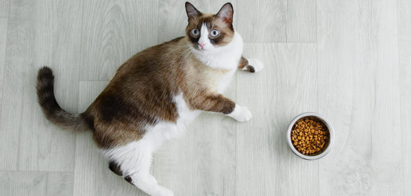 Gatto a dieta: uno sforzo più per l’animale o per il proprietario?