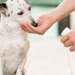 L’integratore giusto? Ce lo consiglia il Veterinario!