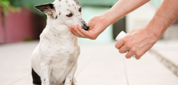 L’integratore giusto? Ce lo consiglia il Veterinario!