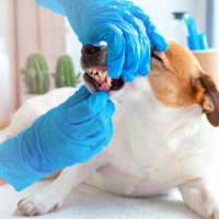 Odontostomatologia veterinaria: due eventi in Sicilia