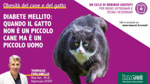 Obesità del cane e del gatto - Diabete mellito. Quando il gatto non è un piccolo cane ma è un piccolo uomo