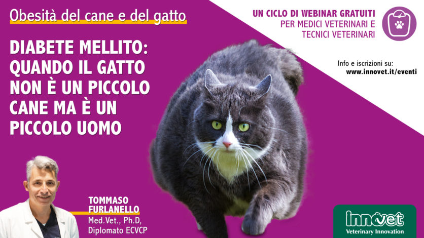 Obesità del cane e del gatto - Diabete mellito. Quando il gatto non è un piccolo cane ma è un piccolo uomo