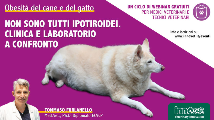 Obesità del cane e del gatto - Non sono tutti ipotiroidei. Clinica e laboratorio a confronto