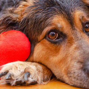 L’obesità danneggia il cuore del cane