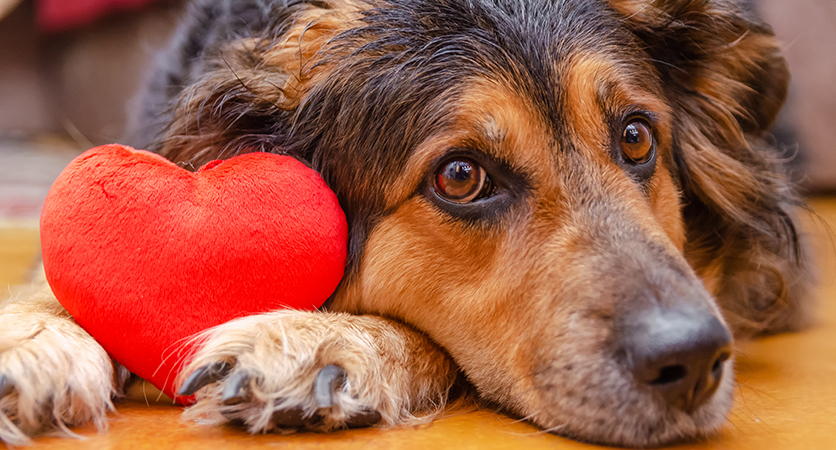 L’obesità danneggia il cuore del cane