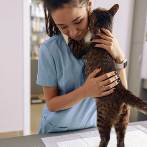Approccio cat-friendly in veterinaria? Le linee guida aggiornate