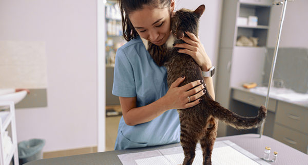 Approccio cat-friendly in veterinaria? Le linee guida aggiornate