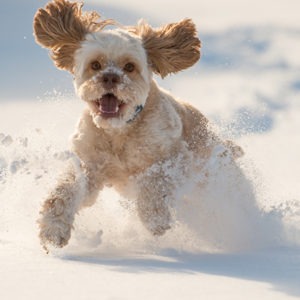 Neve e ghiaccio, brividi assicurati!