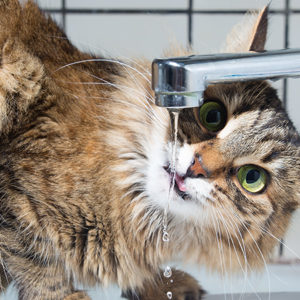 Gatto e reni: l’età si fa sentire