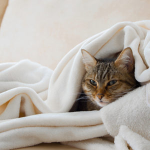 Gatti e freddo: proteggiamo le loro articolazioni!