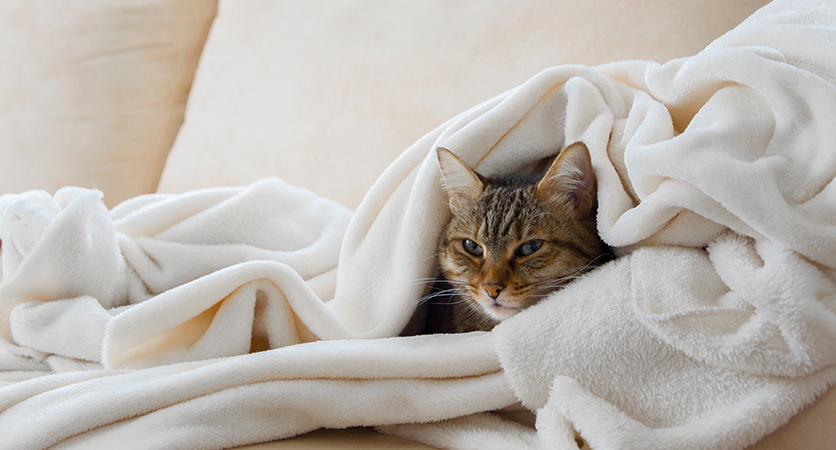 Gatti e freddo: proteggiamo le loro articolazioni!