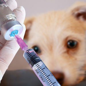 Microbiota di cani e gatti: il lato oscuro dell’antibiotico