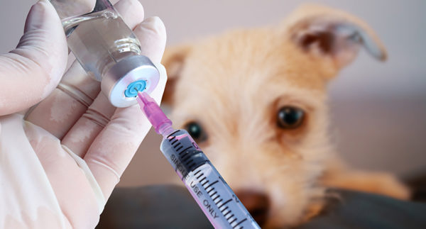 Microbiota di cani e gatti: il lato oscuro dell’antibiotico