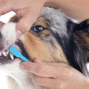 Malattia parodontale nel cane: come gestire questo nuovo, vecchio problema?