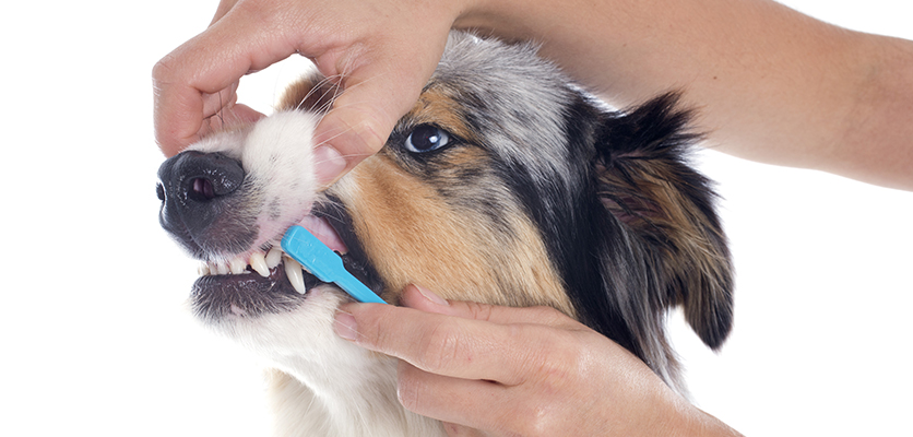 Malattia parodontale nel cane: come gestire questo nuovo, vecchio problema?