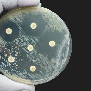 L’antibiogramma nel gatto, un test sempre piu…UTI-le!