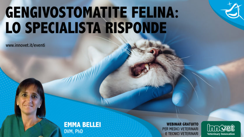 Gengivostomatite felina: lo specialista risponde