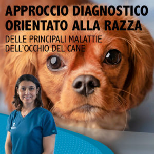 Un webinar Innovet sulle malattie oculari delle varie razze canine