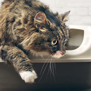 I disturbi delle basse vie urinarie di cani e gatti