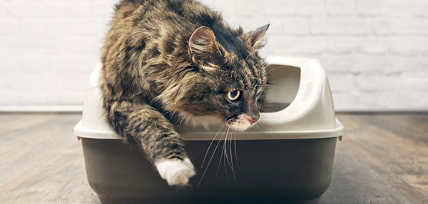 I disturbi delle basse vie urinarie di cani e gatti