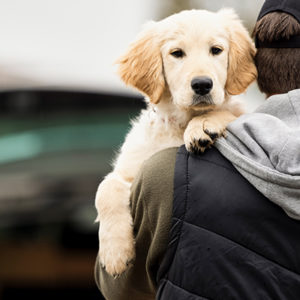 Attenti al ladro: consigli per difendersi dai furti di cani