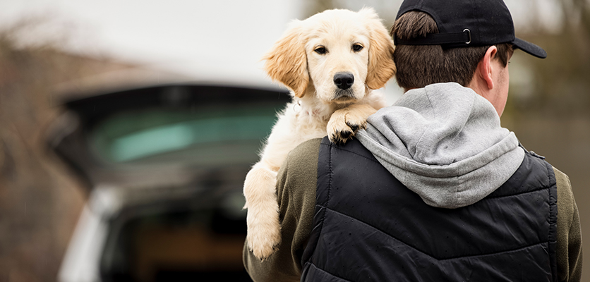 Attenti al ladro: consigli per difendersi dai furti di cani