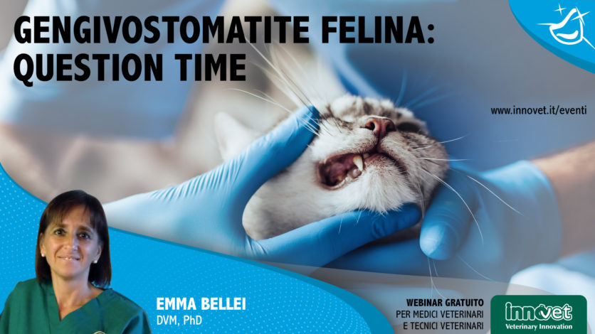 Gengivostomatite felina: question time