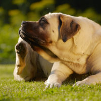 Fido o Micio si grattano? Consigli contro il prurito su base allergica