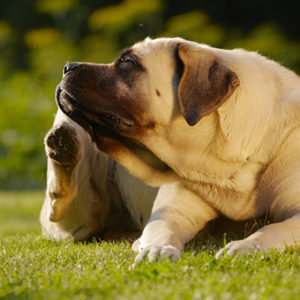 Fido o Micio si grattano? Consigli contro il prurito su base allergica