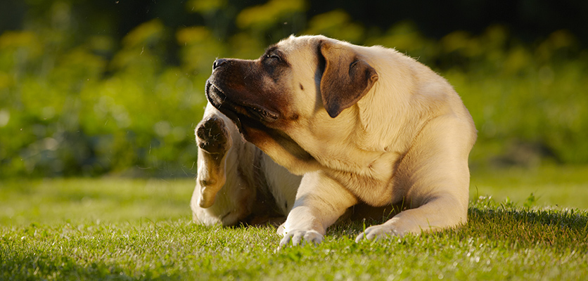 Fido o Micio si grattano? Consigli contro il prurito su base allergica