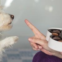Cani e gatti avvelenati in casa: i pericoli più comuni