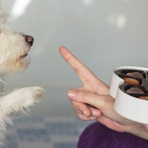 Cani e gatti avvelenati in casa: i pericoli più comuni