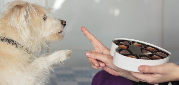 Cani e gatti avvelenati in casa: i pericoli più comuni