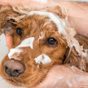 Come lavare il cane? Consigli per il bagnetto a casa