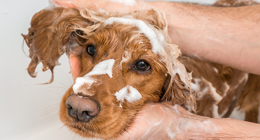 Come lavare il cane? Consigli per il bagnetto a casa