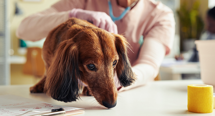 Le nuove linee guida per la gestione di cani e gatti anziani