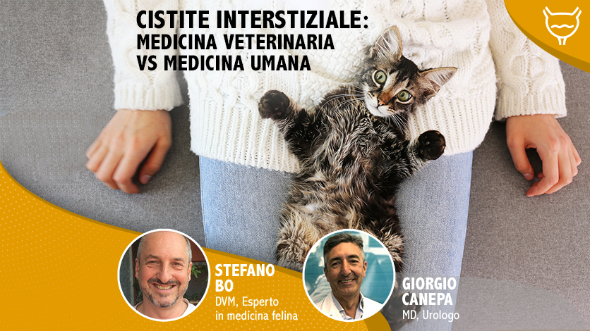 Un webinar sulla cistite interstiziale: donna e gatto a confronto