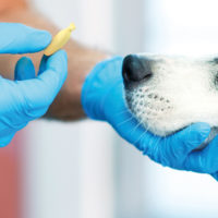 Nutrizione e dermatologia: amiche per la PE…A!
