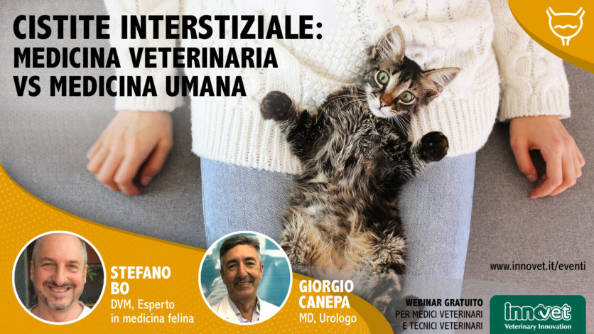 Cistite interstiziale: medicina veterinaria vs medicina umana