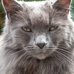 Artrosi del gatto: rimedi Secondo Natura